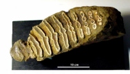Leihgabe: Naturhistorisches Museum, Basel